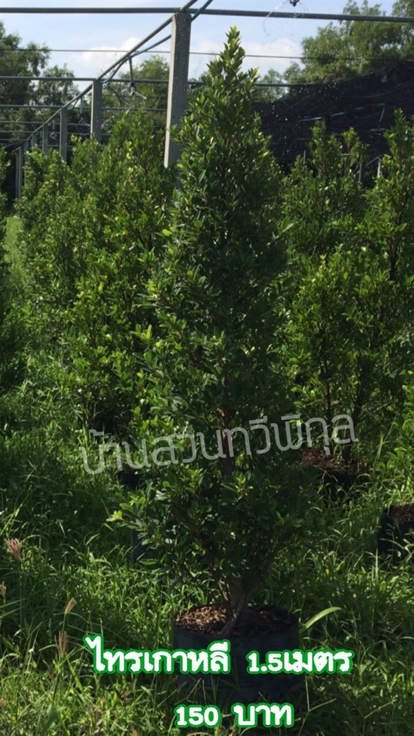 ไทรเกาหลี 1.5 เมตร ต้นละ 120 บาท บ้านสวนทวีพิกุล | บ้านสวนทวีพิกุล -  ฉะเชิงเทรา