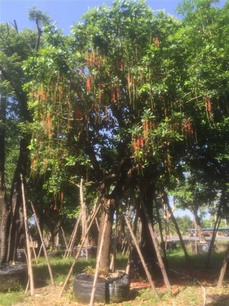 จิกน้ำ | สวนเจ๊สาวพันธุ์ไม้ - แก่งคอย สระบุรี