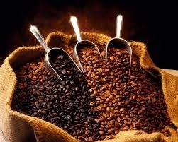 เมล็ดกาแฟ | ท่าทองพันธุ์ไม้ - เมืองพิษณุโลก พิษณุโลก