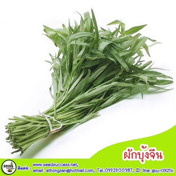 ผักบุ้งจีน | seedsuccess (ซีดซักเซส) - เขื่องใน อุบลราชธานี