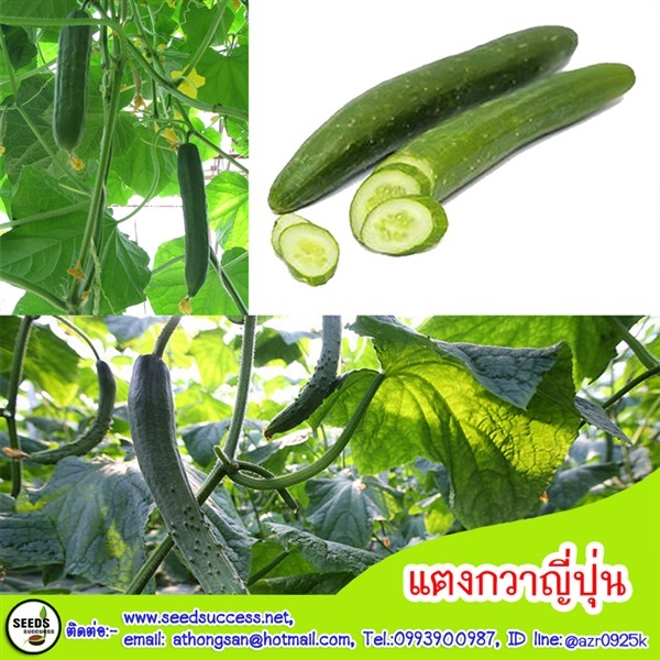 แตงกวาญี่ปุ่น  | seedsuccess (ซีดซักเซส) - เขื่องใน อุบลราชธานี