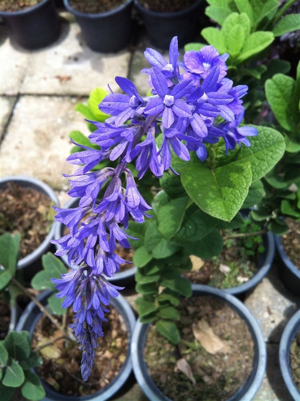 พวงครามต้นออสเตรเลีย Petrea arborea | ไม้ดอกออนไลน์ - บางใหญ่ นนทบุรี