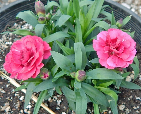 คาร์เนชั่นแคระ คละสี Dwarf Fragrance carnation mixed | ไม้ดอกออนไลน์ - บางใหญ่ นนทบุรี
