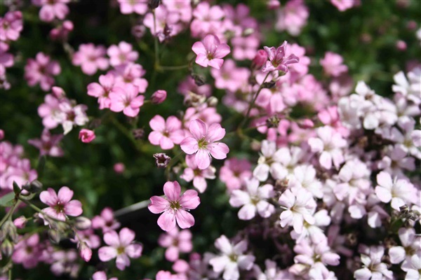 ดอกยิปโซ ฟิลล่า พิงค์  Gypsophila Rosea Pink Babys | ไม้ดอกออนไลน์ - บางใหญ่ นนทบุรี