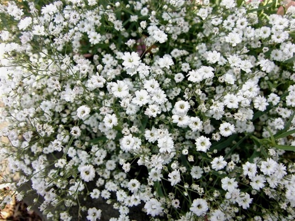 ดอกยิปโซ ฟิลล่า สีขาว Gypsophila white