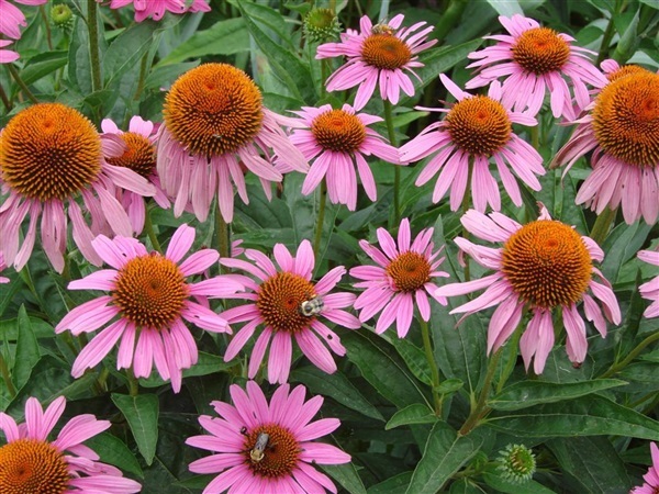 ดอกคอร์น ฟาวเวอร์ สีม่วง  Purple Coneflower