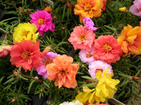 ดอกแพรเซี่ยงไฮ้ คละ  Portulaca Mixed | ไม้ดอกออนไลน์ - บางใหญ่ นนทบุรี