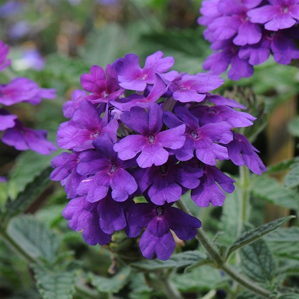 ดอกเวอร์บีน่า สีม่วง Purple Verbena flower