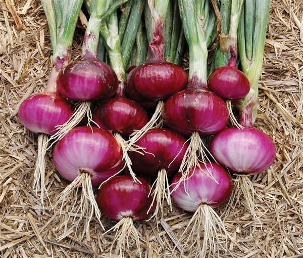 หอมแดงหัวใหญ่ Red onion