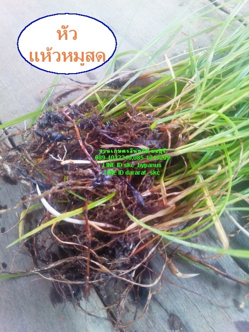ขายหัวแห้วหมูสด | สวนเกษตรอินทรีย์ - พนัสนิคม ชลบุรี