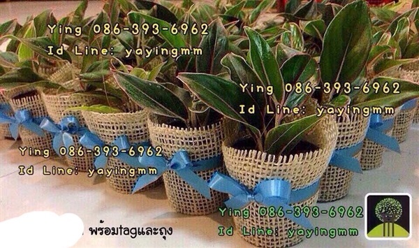 ของชำร่วยต้นไม้ | ตุ่มไม้ไทย - ธนบุรี กรุงเทพมหานคร