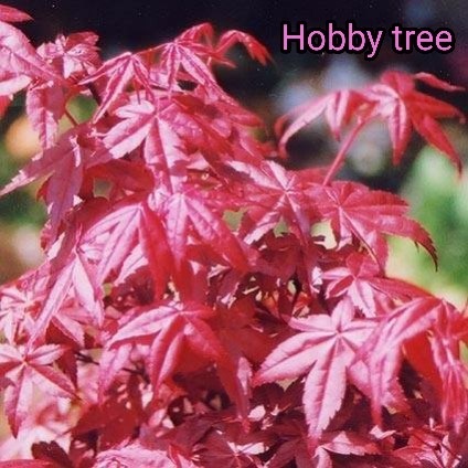 เมเปิ้ล Deshojo | hobby tree - ลำลูกกา ปทุมธานี