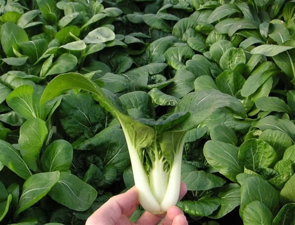 กวางตุ้งหวาน แคนตั้น  Canton Pak Choi