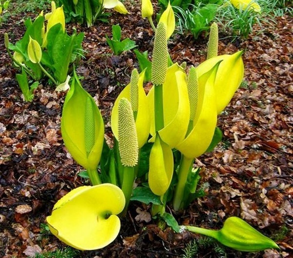 ดอกหน้าวัวบึงสีเหลือง Yellow SWAMP LANTERN | ไม้ดอกออนไลน์ - บางใหญ่ นนทบุรี
