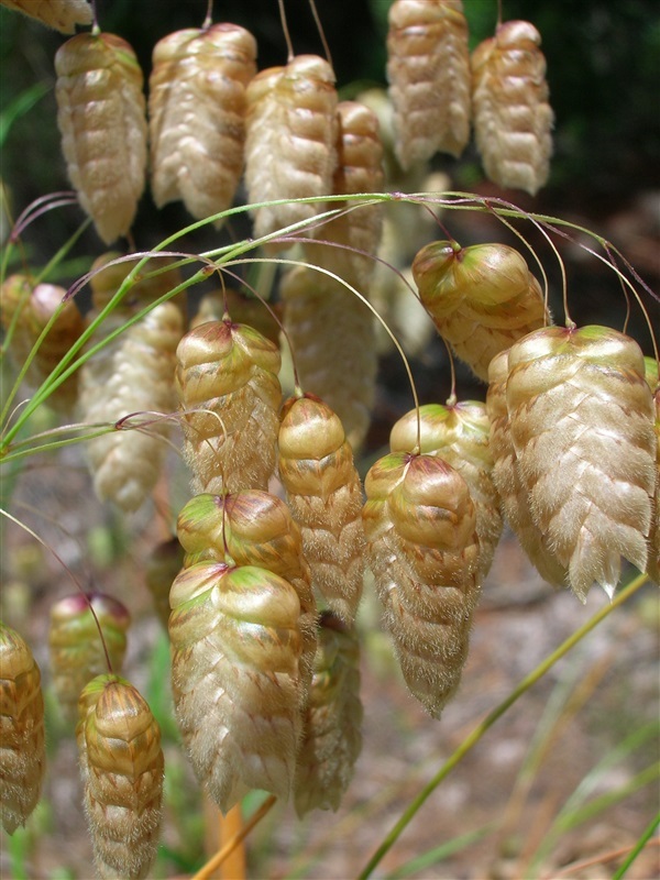 หญ้าหางกระดิ่ง  QUAKING RATTLESNAKE GRASS