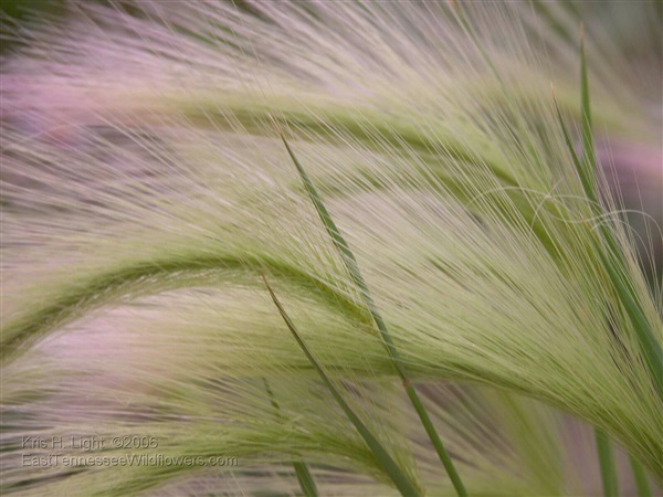 หญ้าหางกระรอก  Squirrel tail grass