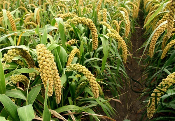 ข้าวฟ่างหางจิ้งจอก Foxtail millet