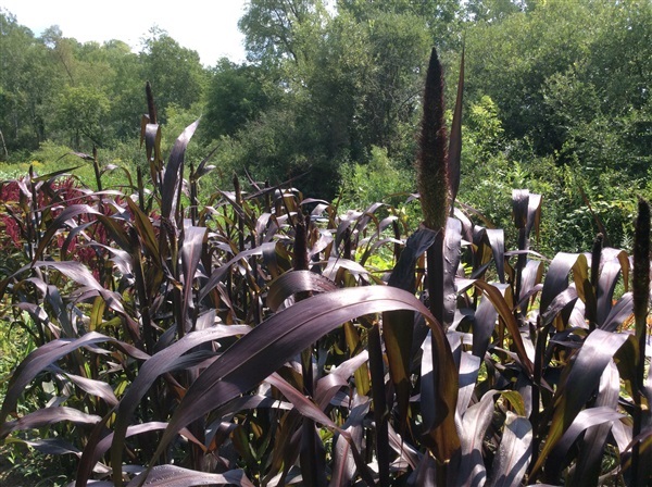 ข้าวฟ่างประดับ สีม่วง PURPLE MAJESTY MILLET Grass