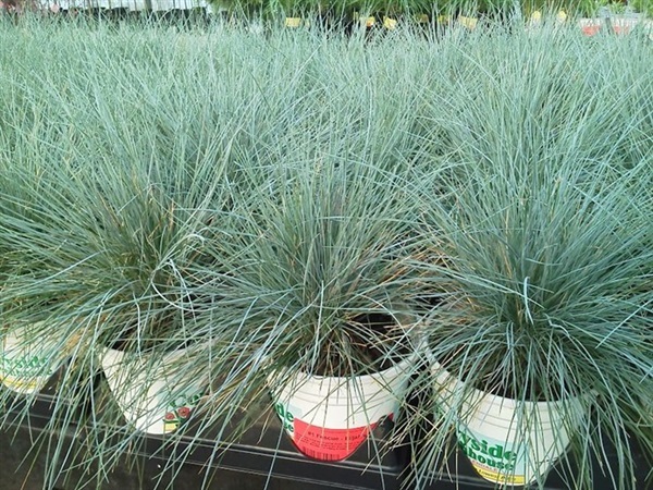 เมล็ดหญ้าสีฟ้า  Grass Bule fescus grass | ไม้ดอกออนไลน์ - บางใหญ่ นนทบุรี