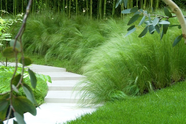 หญ้าหางม้า  Grass - Stipa tenuissima - Pony Tails | ไม้ดอกออนไลน์ - บางใหญ่ นนทบุรี