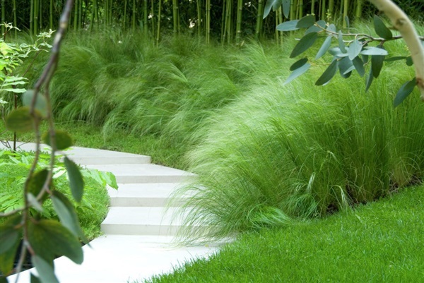 หญ้าหางม้า  Grass - Stipa tenuissima - Pony Tails