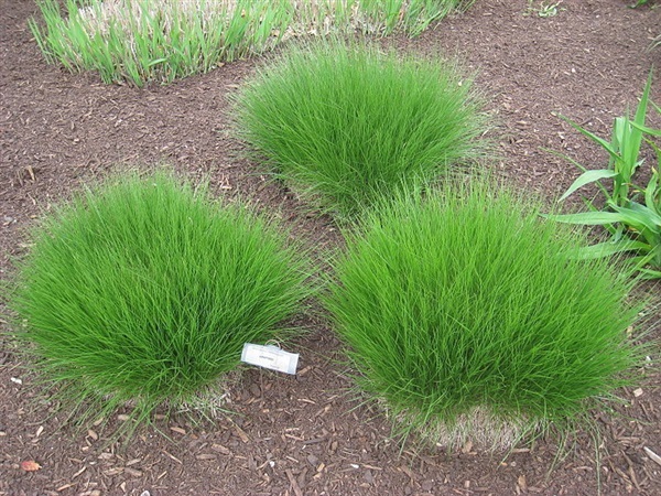 หญ้าประดับสปอร์โรโบลัส Prairie Dropseed (Sporobolus heterole