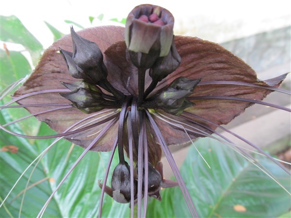 ค้างคาวดำ BLACK BAT FLOWER  (Tacca Chantrieri)