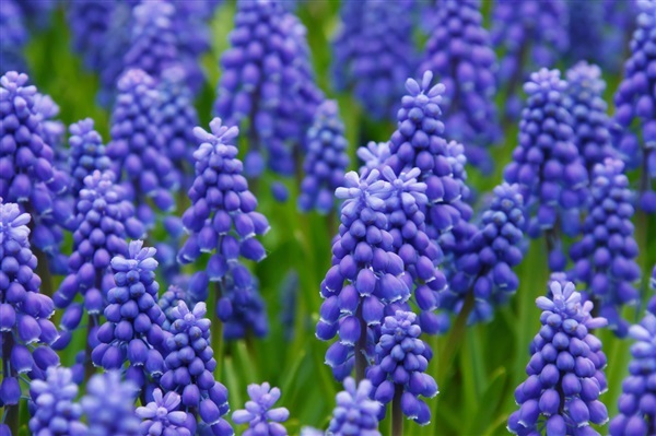 เมล็ดไฮยาซินพวงองุ่น  GRAPE HYACINTH | ไม้ดอกออนไลน์ - บางใหญ่ นนทบุรี