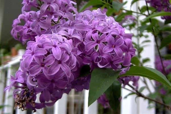 ดอกไลแลค สีม่วง (หอมมาก) Lilac OLD FASHION  | ไม้ดอกออนไลน์ - บางใหญ่ นนทบุรี