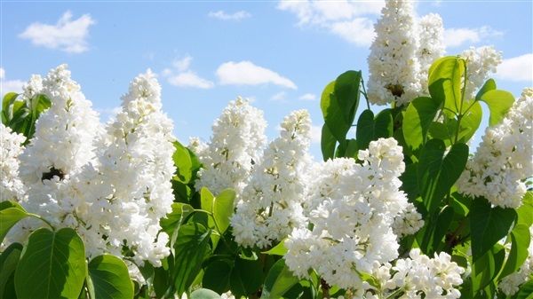 ดอกไลแลค สีขาว (หอมมาก) WHITE TREE LILAC (USA) | ไม้ดอกออนไลน์ - บางใหญ่ นนทบุรี
