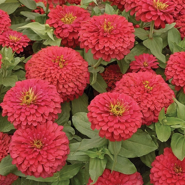 ดอกบานชื่นซัลมอน ควีน  SALMON QUEEN ZINNIA | ไม้ดอกออนไลน์ - บางใหญ่ นนทบุรี