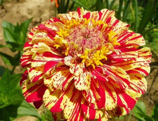 ดอกบานชื่นเปปเปอร์มินต์ คละสี PEPPERMINT STICK ZINNIA MIX