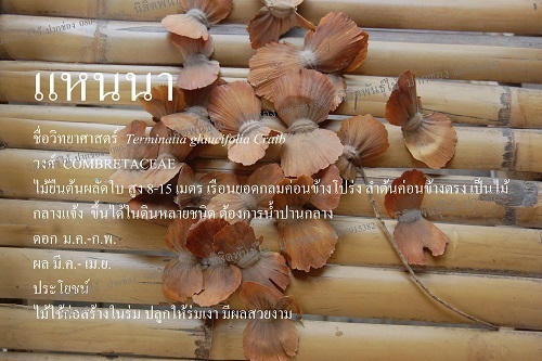 แหนนา | นิสิตพันธุ์ไม้ - ปากช่อง นครราชสีมา