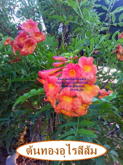 ขายต้นทองอุไรดอกสีส้ม | สวนเกษตรอินทรีย์ - พนัสนิคม ชลบุรี