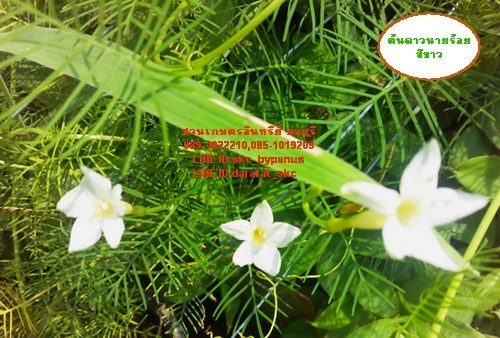 ขายต้น/เมล็ดดาวนายร้อยสีขาว | สวนเกษตรอินทรีย์ - พนัสนิคม ชลบุรี