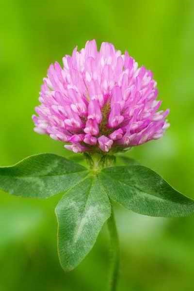 เมล็ดพันธุ์ โคลเวอร์ (Clover Seeds) | บ้านไร่แทนไท - ปากช่อง นครราชสีมา