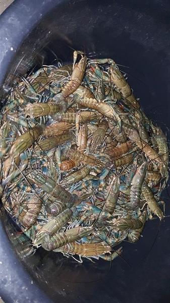 กุ้งก้ามแดงอุบล | สหกรณบ้านกุดกระเสียน - เขื่องใน อุบลราชธานี