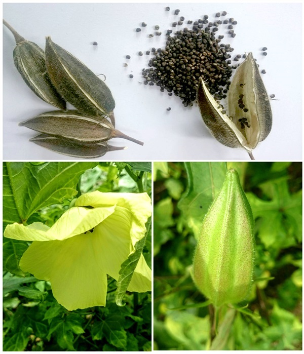 เมล็ดฝ้ายผี 50 เมล็ด (Ambrette seeds)