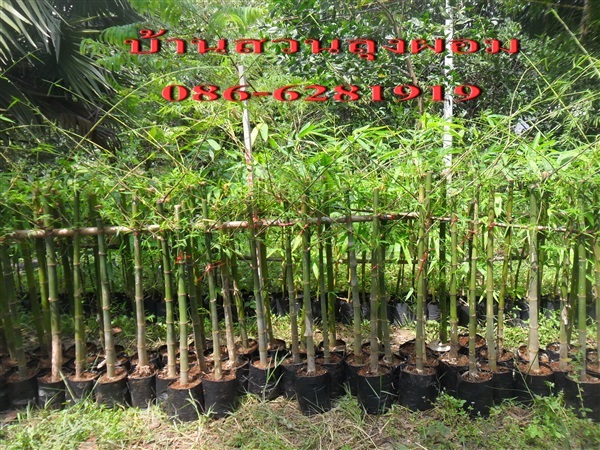 ต้นพันธุ์ไผ่เลี้ยงหวาน  | บ้านสวนลุงผอม - ประจันตคาม ปราจีนบุรี
