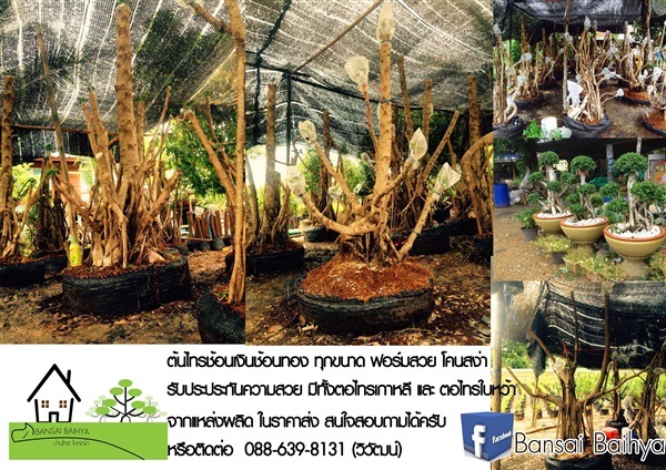 Bansai Baihya | บ้านไทร ใบหญ้า - หนองเสือ ปทุมธานี