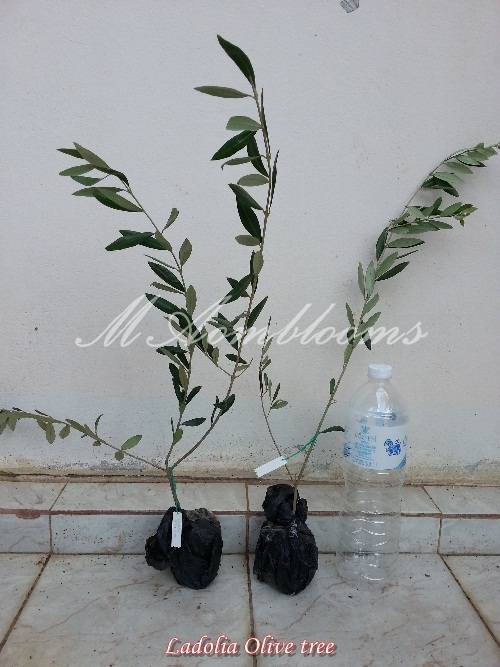 Olive Tree | MAomblooms - แม่เมาะ ลำปาง
