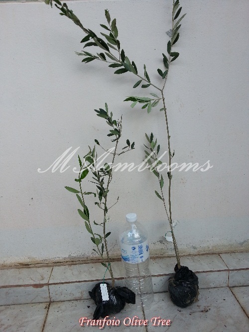 Olive Tree | MAomblooms - แม่เมาะ ลำปาง