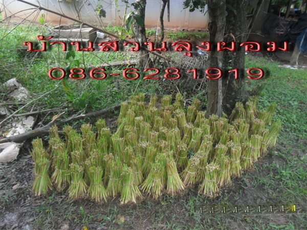 หญ้าแฝก (พันธุ์แฝกลุ่ม หรือ แฝกหอม)  | บ้านสวนลุงผอม - ประจันตคาม ปราจีนบุรี