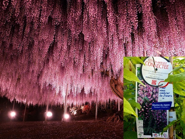 Wisteria วิสทีเรียสีชมพู จากฝรั่งเศส