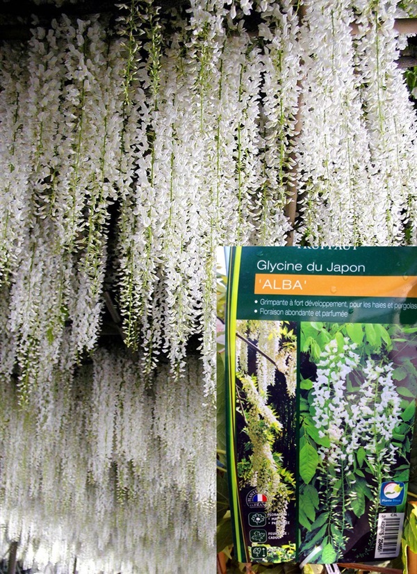 Wisteria ดอกฟูจิ วิสทีเรียสีขาว จากฝรั่งเศส