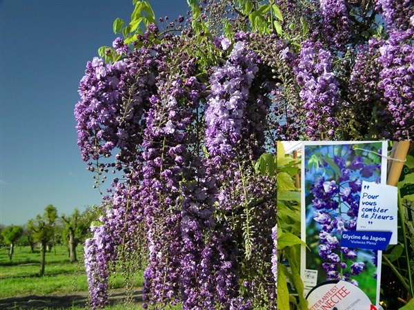 Wisteria ดอกฟูจิ วิสทีเรียสีม่วงดอกซ้อน จากฝรั่งเศส | ต้นไม้นำเข้าราคาย่อมเยา - เมืองราชบุรี ราชบุรี