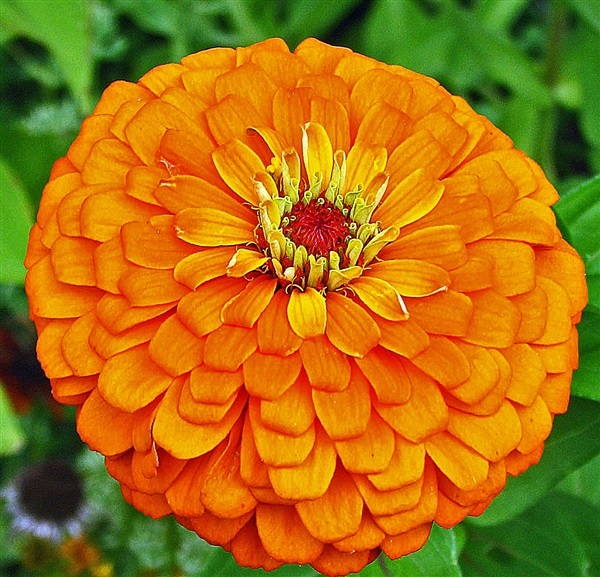 ดอกบานชื่น สีส้ม Orange king Zinnia
