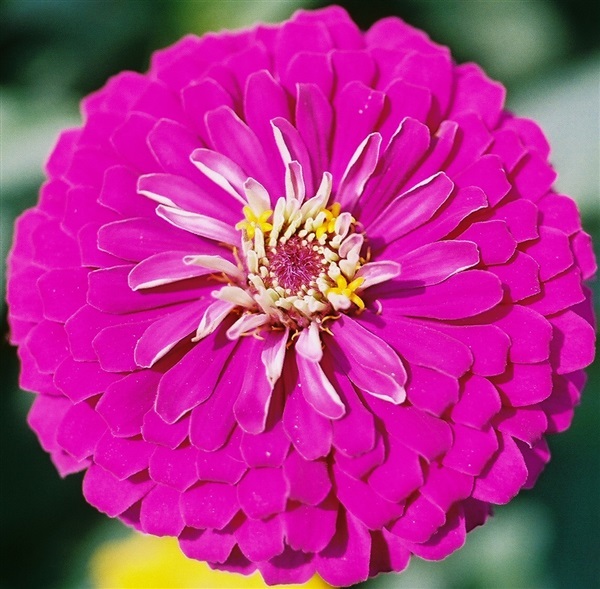 ดอกบานชื่นดอกซ้อนสีม่วง Purple CHERRY QUEEN ZINNIA