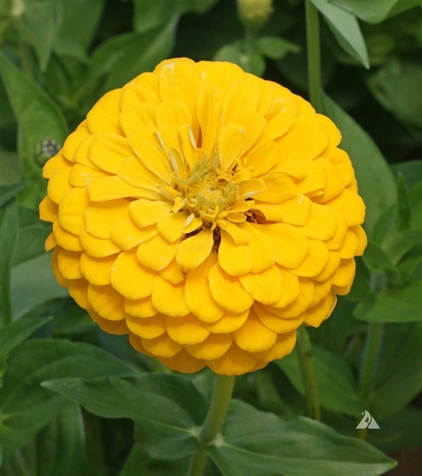 ดอกบานชื่นดอกซ้อน สีเหลือง  YELLOW CANARY BIRD ZINNIA