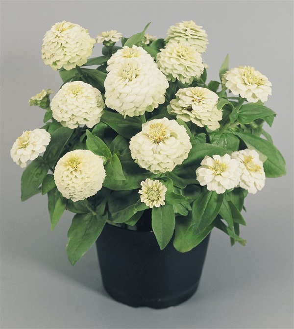 ดอกบานชื่นสีขาว  WHITE POLAR BEAR ZINNIA